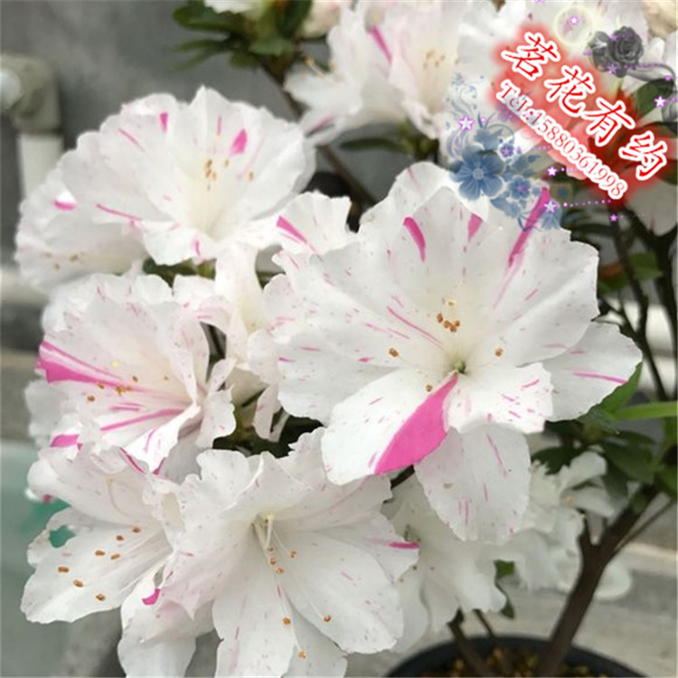 小鸳鸯锦杜鹃花 盆栽稀有东鹃鸳鸯锦 庭院窗台绿植花卉 耐寒抗旱