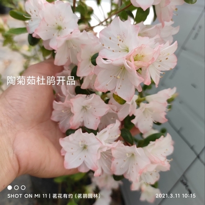绿植盆栽庭院窗台稀缺杜鹃花