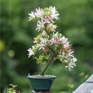 梦花火杜鹃花 盆栽渐变多色系皋月夏鹃 耐寒耐热庭院窗台花卉易活