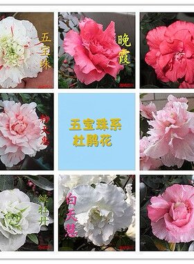 春鹃夏鹃西洋鹃东鹃四季开花木本