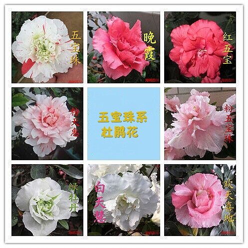 春鹃夏鹃西洋鹃东鹃四季开花木本