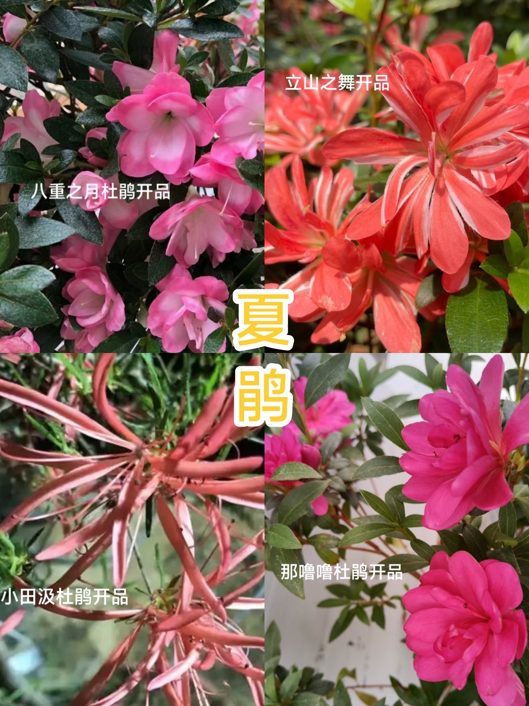 杜鹃花小苗庭院窗台四季开花