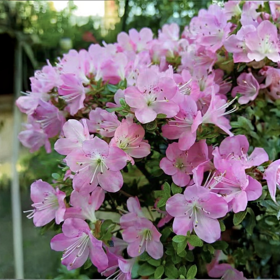 霧島系鶴翁杜鵑花 稀有日本深山霧島春鵑 庭院窗臺(tái)花卉 耐寒耐熱