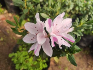 凤凰殿杜鹃花 盆栽一树多色大岛山东鹃 耐寒耐热稀缺庭院窗台花卉