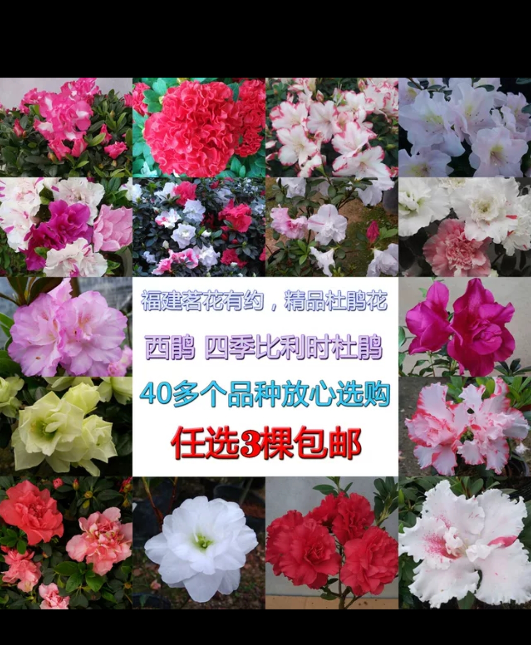 四季绿色光辉杜鹃花