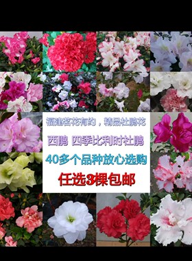 四季绿色光辉杜鹃花