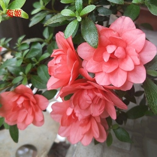 菊姬杜鹃花 盆栽皋月夏鹃 耐寒耐热庭院窗台花卉红色重瓣花易活
