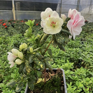 心动黄金杜鹃花 一树多色重瓣大花庭院窗台花卉 耐寒耐热好养易活