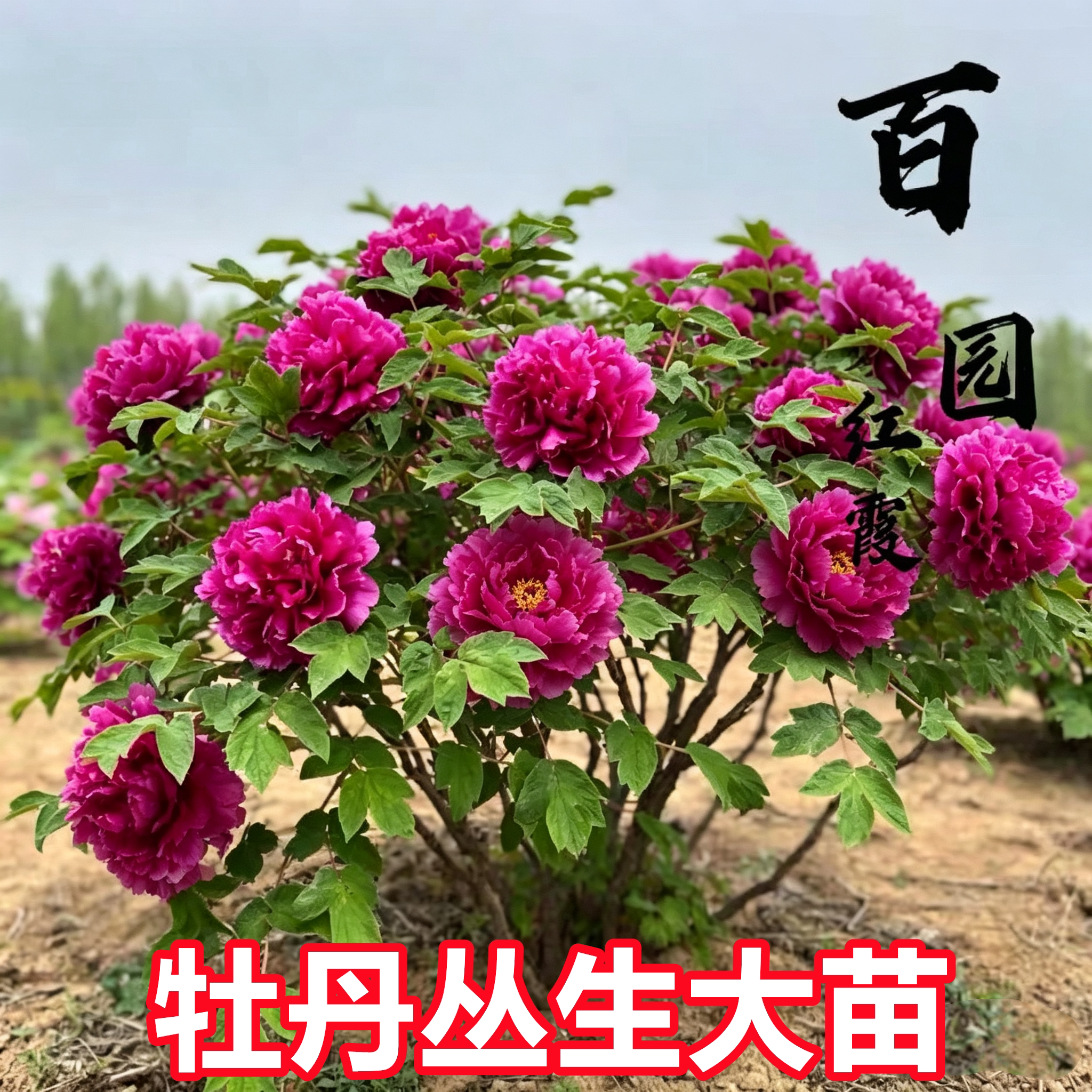 牡丹丛生大花苗重瓣抗寒多年生老桩树苗别墅正宗菏泽开花爆满大王