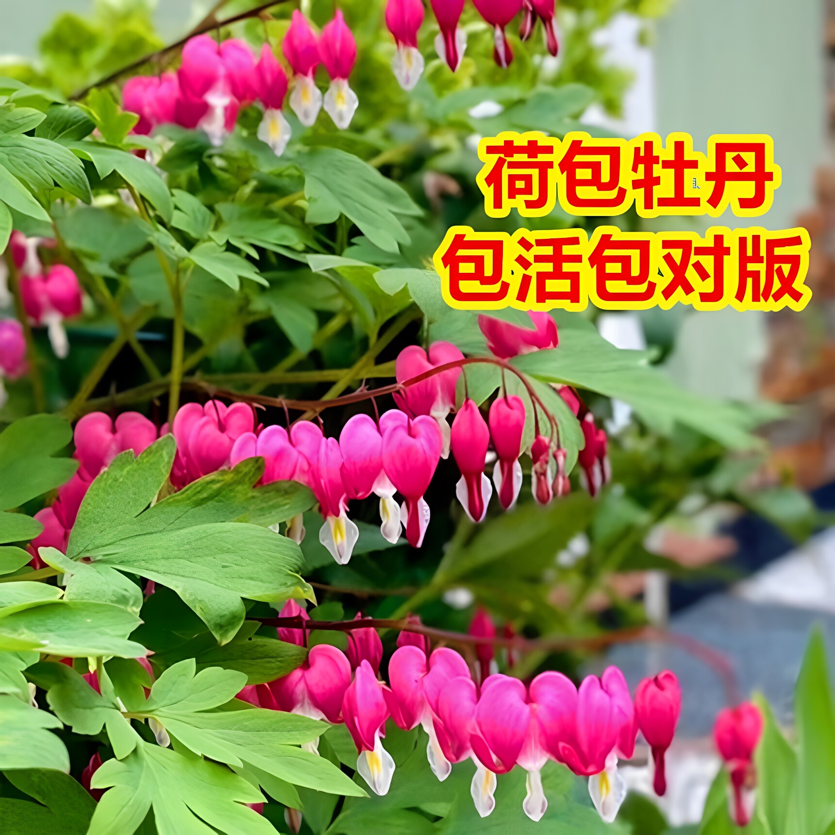 荷包牡丹花苗包活多种花色图片