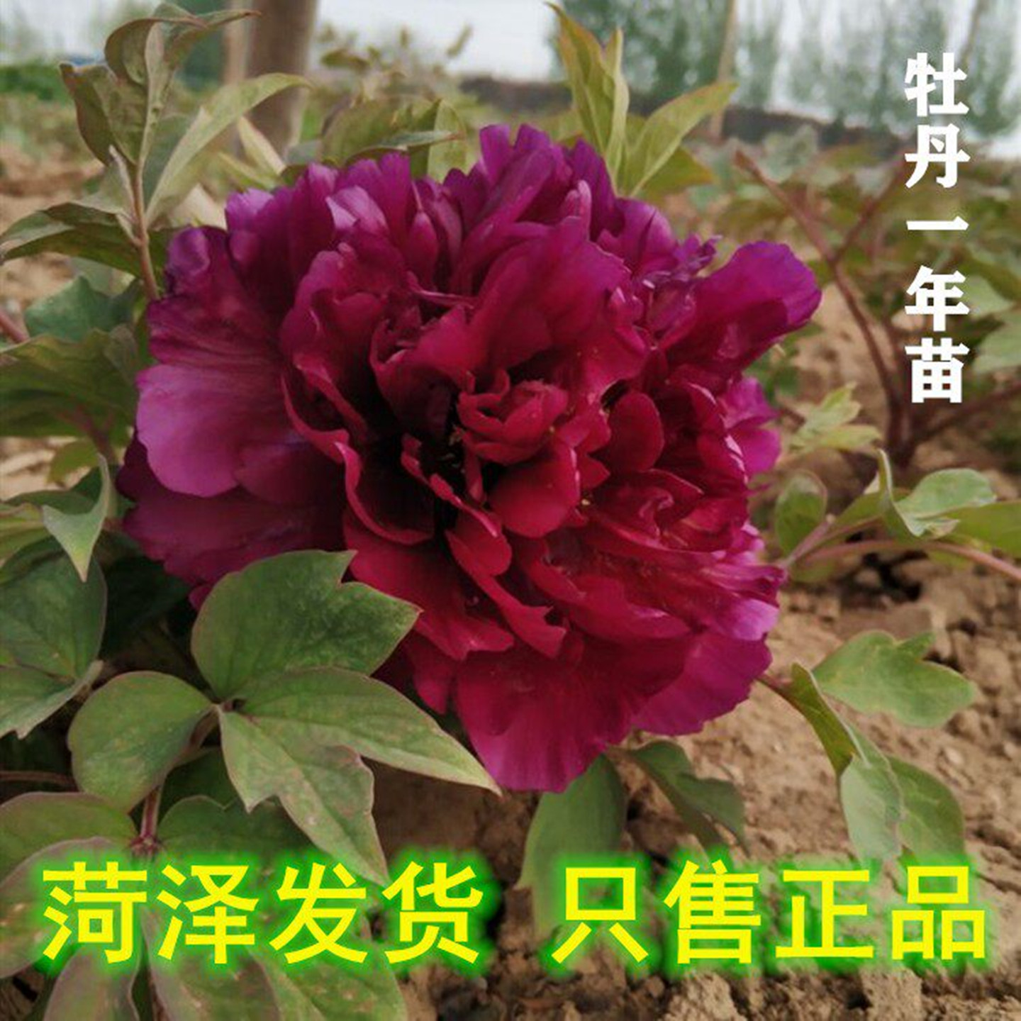 牡丹花苗盆栽小苗菏泽正宗重瓣大花王室内外庭院洛阳绿植当年开花