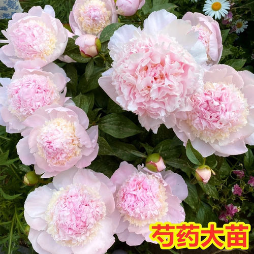 重瓣芍药花苗大苗耐寒易活