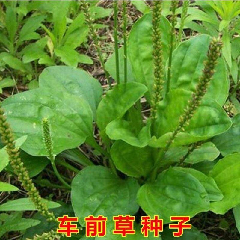 车前草种子食用面食蒸食炒药用青猪耳草平车前五根草牛甜菜车前子