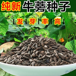中药材 牛蒡种子 纯新牛蒡大力子黄芪黄芩药材种籽大全易发芽