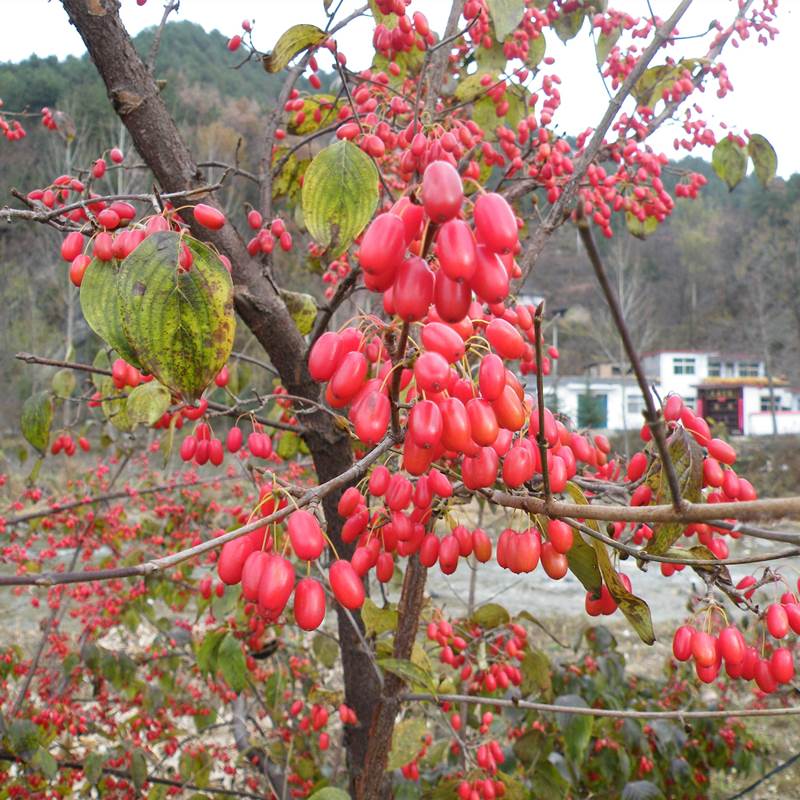 山茱萸种子红衣仙子山萸肉山芋肉山于肉树苗苗树佛坪多年生种籽