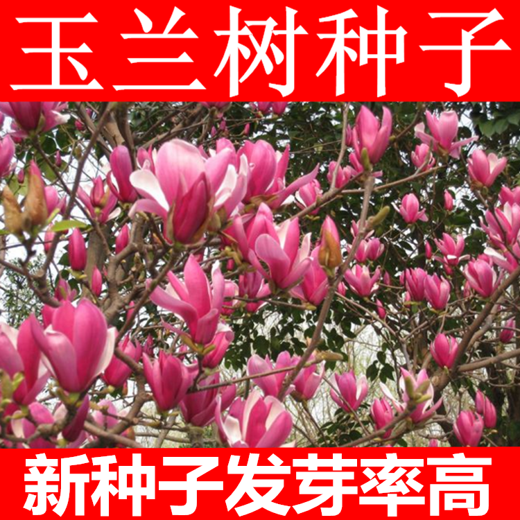 新采玉兰种子 红玉兰 白玉兰种子 广玉兰 黄玉兰紫玉兰花辛夷种籽