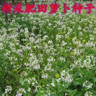 肥田萝卜种子红白三叶草籽绿肥蜜源牧草紫云英毛苕紫花苜蓿鼠茅草