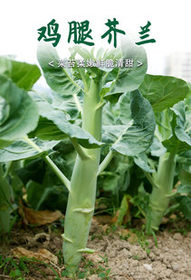 芥兰种子青苤兰种子粗经菜心海南鸡腿芥蓝种子阳台盆栽四季播孑