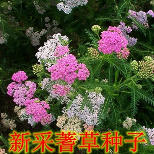 新采蓍草种子耐寒花种籽多年生西洋蓍景观花种子海庭院室外包邮