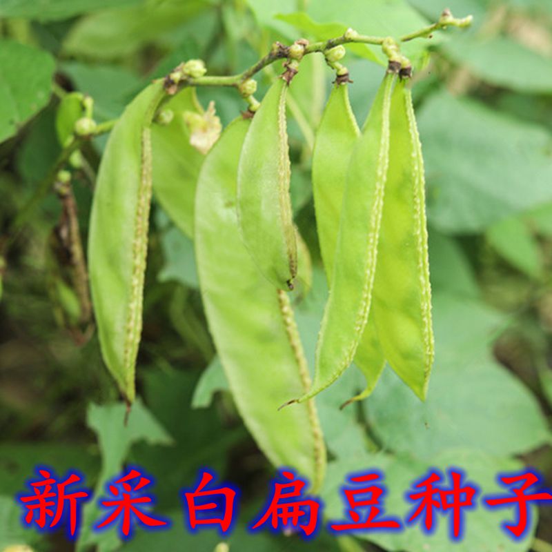 红绿扁豆种子白扁豆种籽梅豆角种子四季峨眉豆种孑阳台蔬菜种子