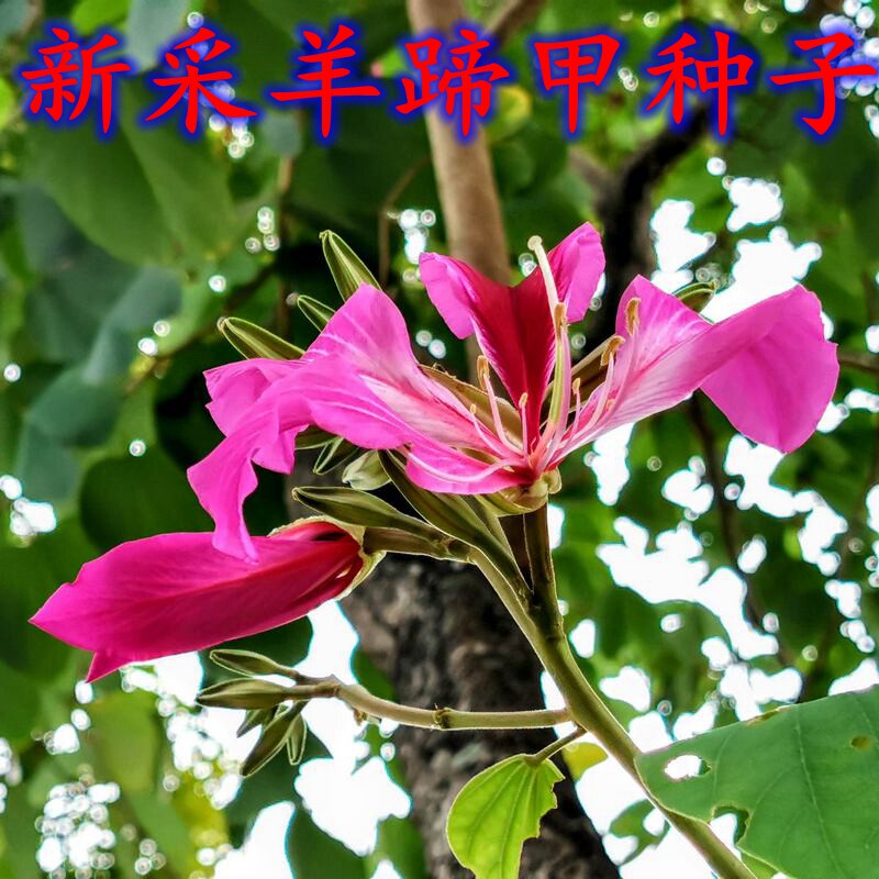羊蹄甲种子红花洋蹄甲香港洋大花紫荆玲甲花园林庭园观赏药用种籽