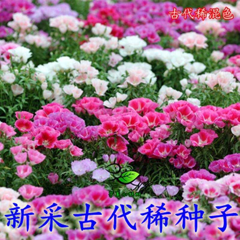 古代稀种子送春花四季播种室内阳台盆栽易种四季景观花海种子