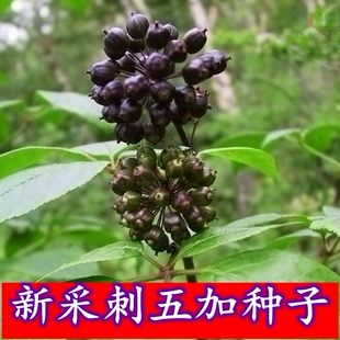 新采中药材刺五加种子 五加皮 刺拐棒坎拐棒子老虎潦 榨油 制肥皂