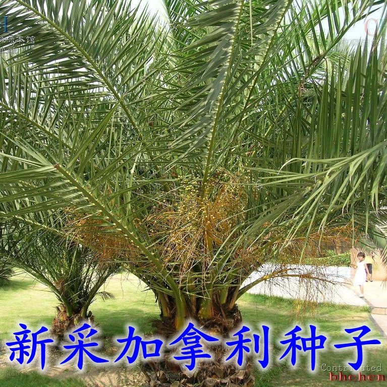 新采加拿利海枣种子长叶刺葵槟榔竹加拿利刺葵 银海枣 中东海枣籽