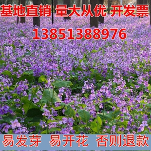 二月兰花种子多年生宿根诸葛菜种子耐阴耐寒景观花海种籽盆栽苗