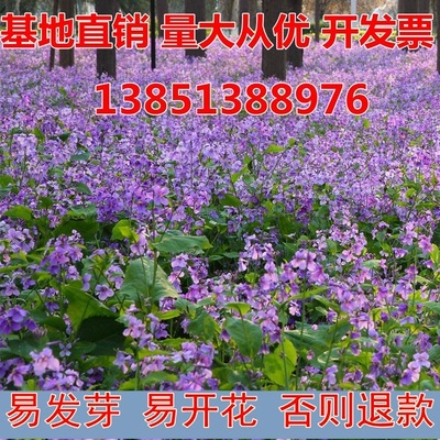 宿根耐阴景观花海盆栽苗诸葛菜