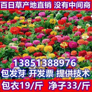 百日草种子百日菊花籽波斯菊重瓣盆栽苗庭院野花组合景观花海种子