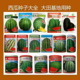 西瓜种子大全冰糖麒麟瓜8424沙漠一号西农八号礼品西瓜基地大田种