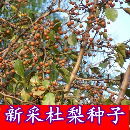 新采杜梨种子豆梨棠棣子海棠梨野梨子野生水土保持土梨棠梨种子