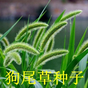 新采狗尾巴草种子狼尾草种子护坡观赏紫穗美观四季易种花狗尾草籽