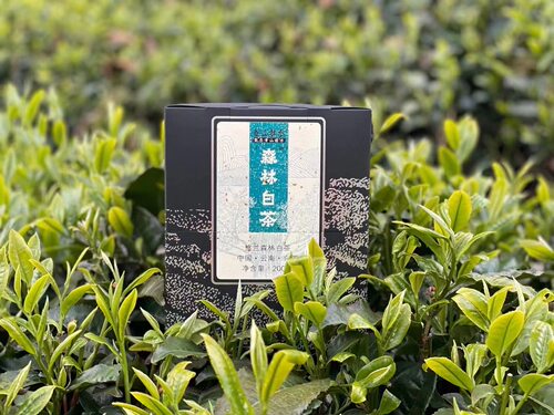 眷山眷水云南白茶花香馥郁甜润