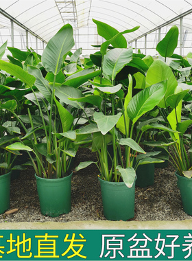 天堂鸟盆栽客厅室内好养大型花卉绿植办公室轻奢绿色植物鹤望兰