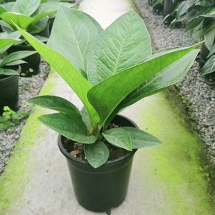 金叶子聚宝盆绿植鸟巢花烛大叶子盆栽网红常物客厅办公室耐阴净化