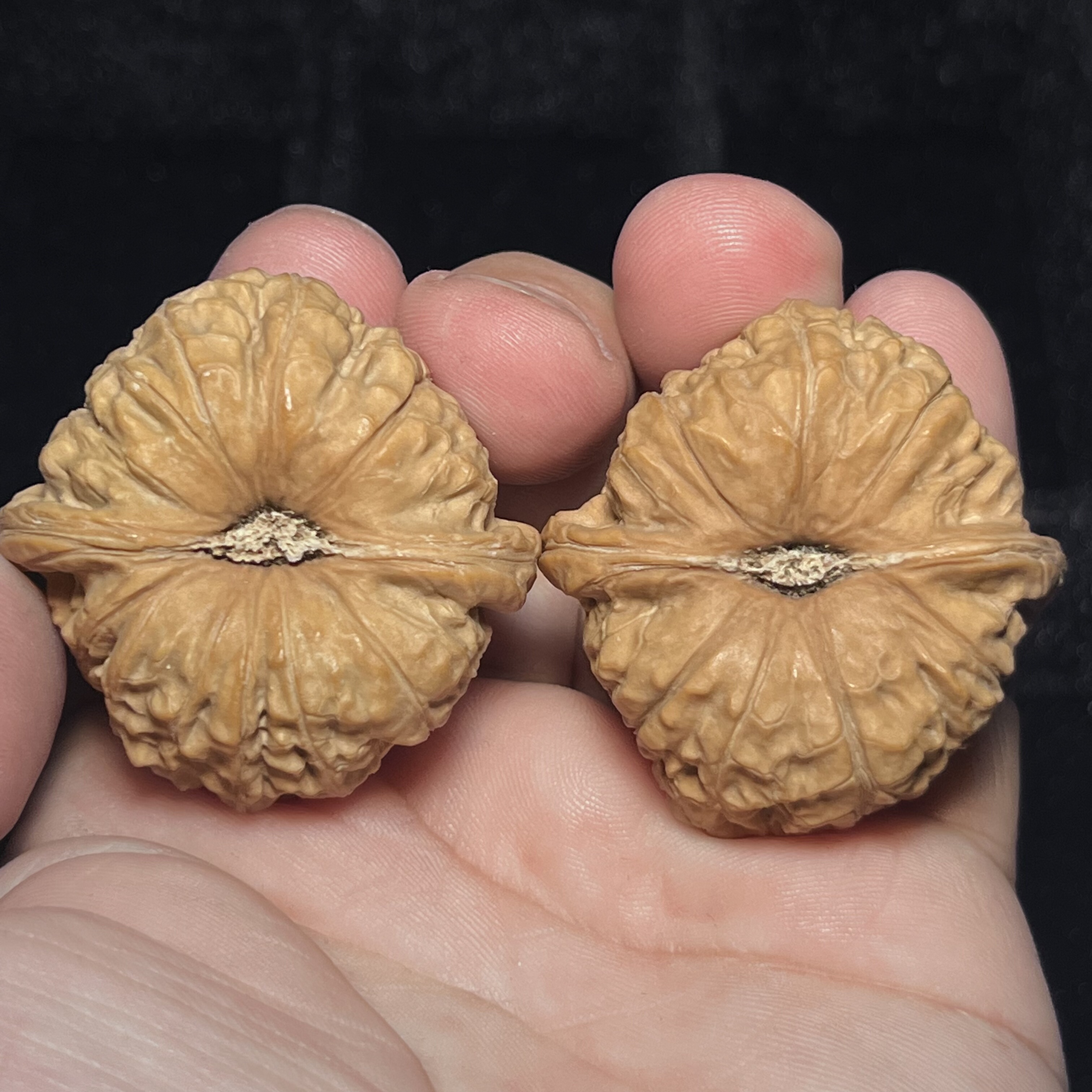 男南瓜墩41/41/34全品无修实物拍摄一物一图老树红皮深凹底女士用