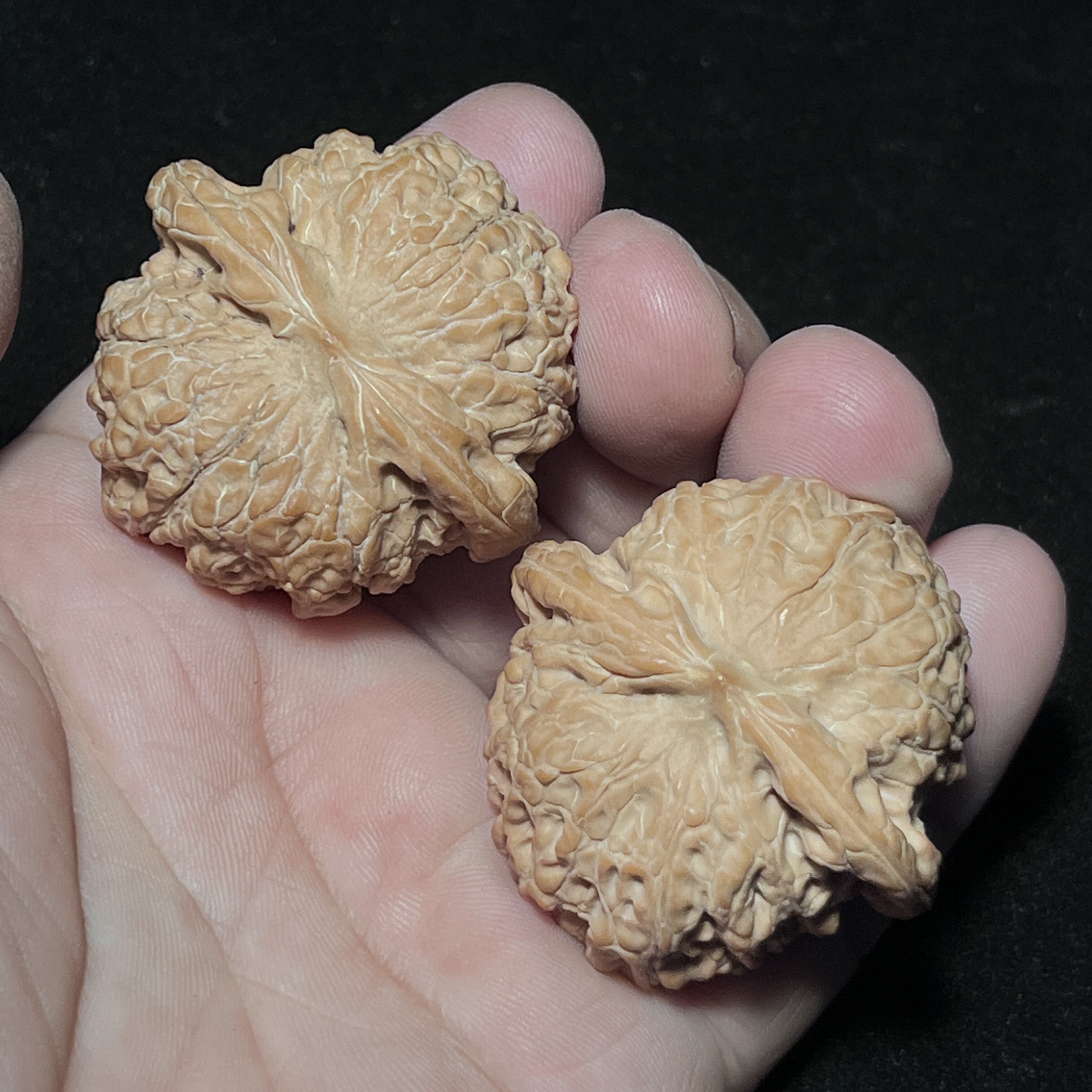 血麒麟狮子头文玩核桃全品无修一物一图42尺红皮核桃