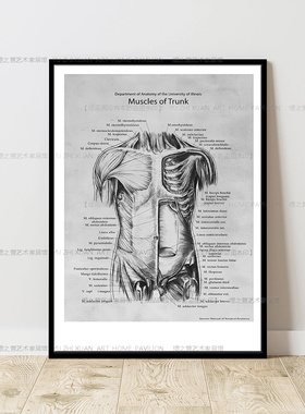 人体骨胳肌肉解剖分解海报挂画医院诊所教学墙壁画健身房装饰画