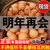 【买一送一】四川攀枝花米易枇杷新鲜中果琵琶果甜水果带箱5斤