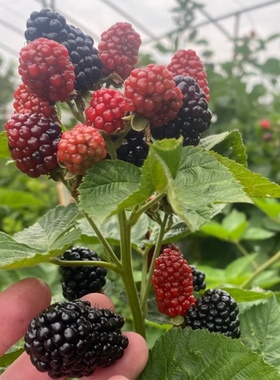双季黑莓PK45 153组培 波森莓 树莓 绿植庭院阳台南北方种植