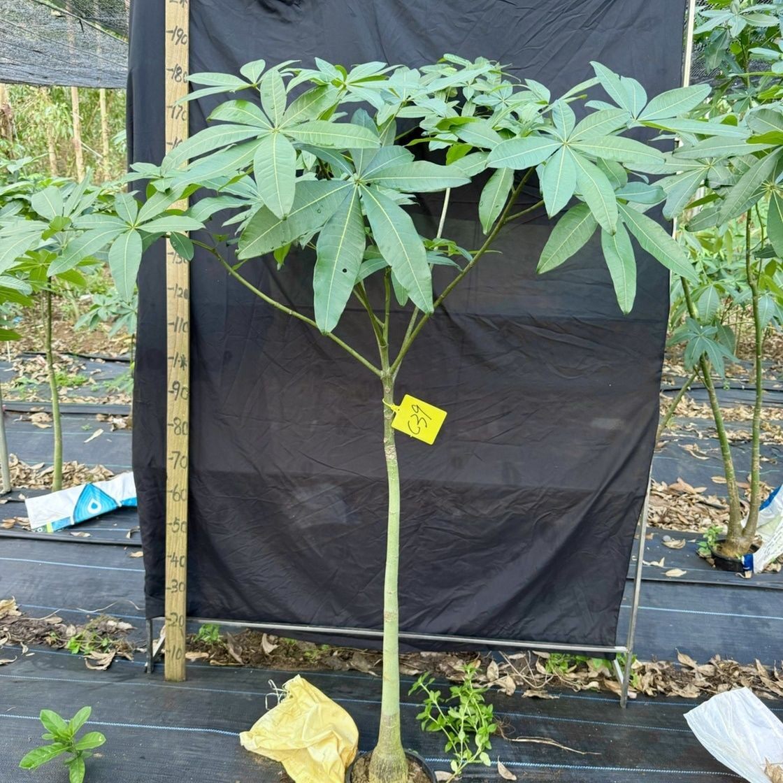原生长发财树小盆栽桩树苗独杆花卉植物客厅室内大型绿植招财树