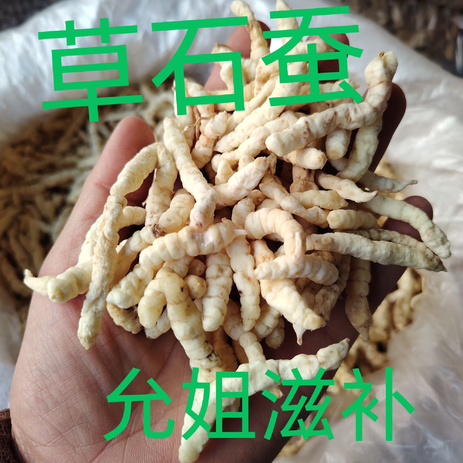 虫草参正品草石蚕中药材干土冬虫草地蚕土冬虫草白虫草泽兰根地参