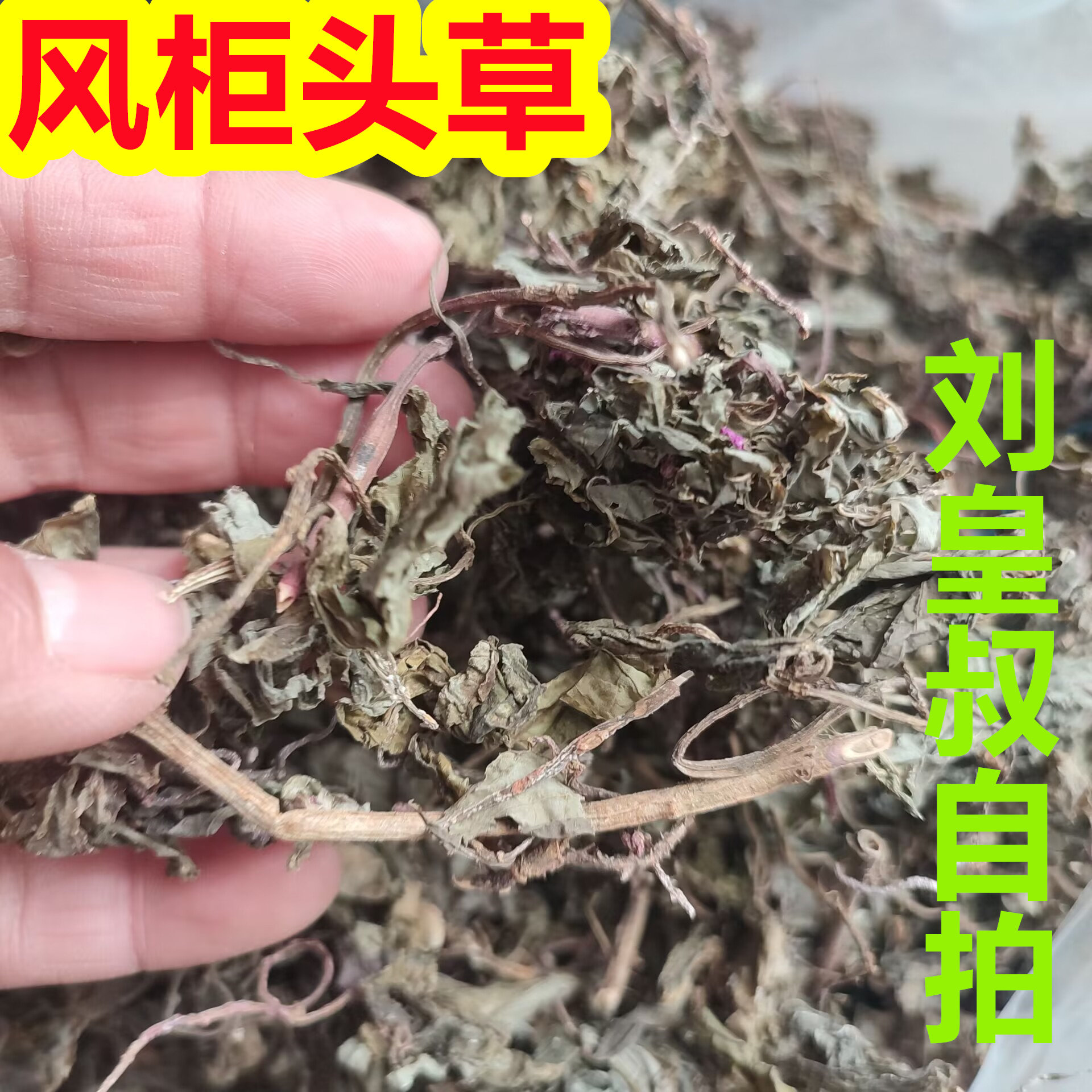 野生风柜斗草特级干品正宗福建深山风鼓草风谷草风骨草规格自选