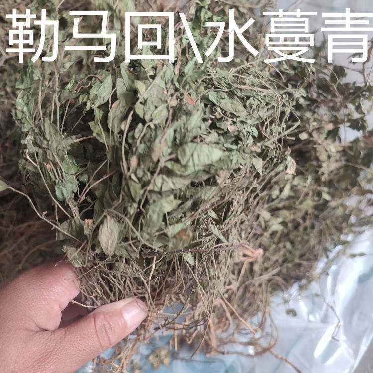 野生来马回草瓜子金水蔓青勒马回二月花惊风草中草药今年新货正品