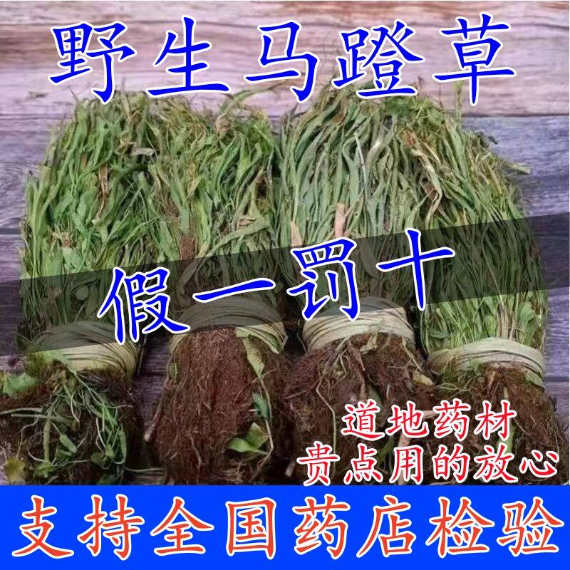 正品野生马蹬草马蹬草小石韦还阳草野生过桥草纯天然无硫中药材