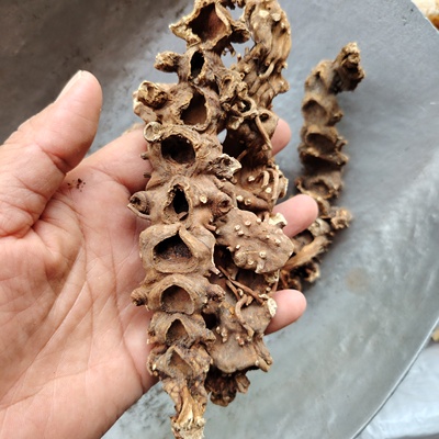 中药材八角连正品八角金盘