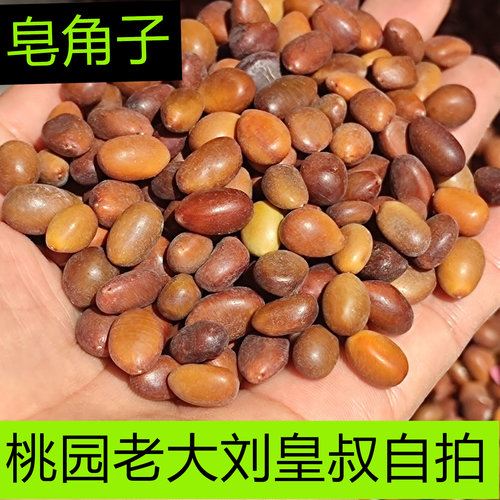 皂角籽中国新品干品农产品