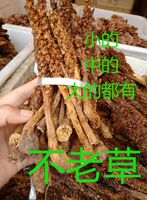 不老草20支学名草苁蓉别名列当野生草苁蓉泡酒料煲汤料泡茶养生料